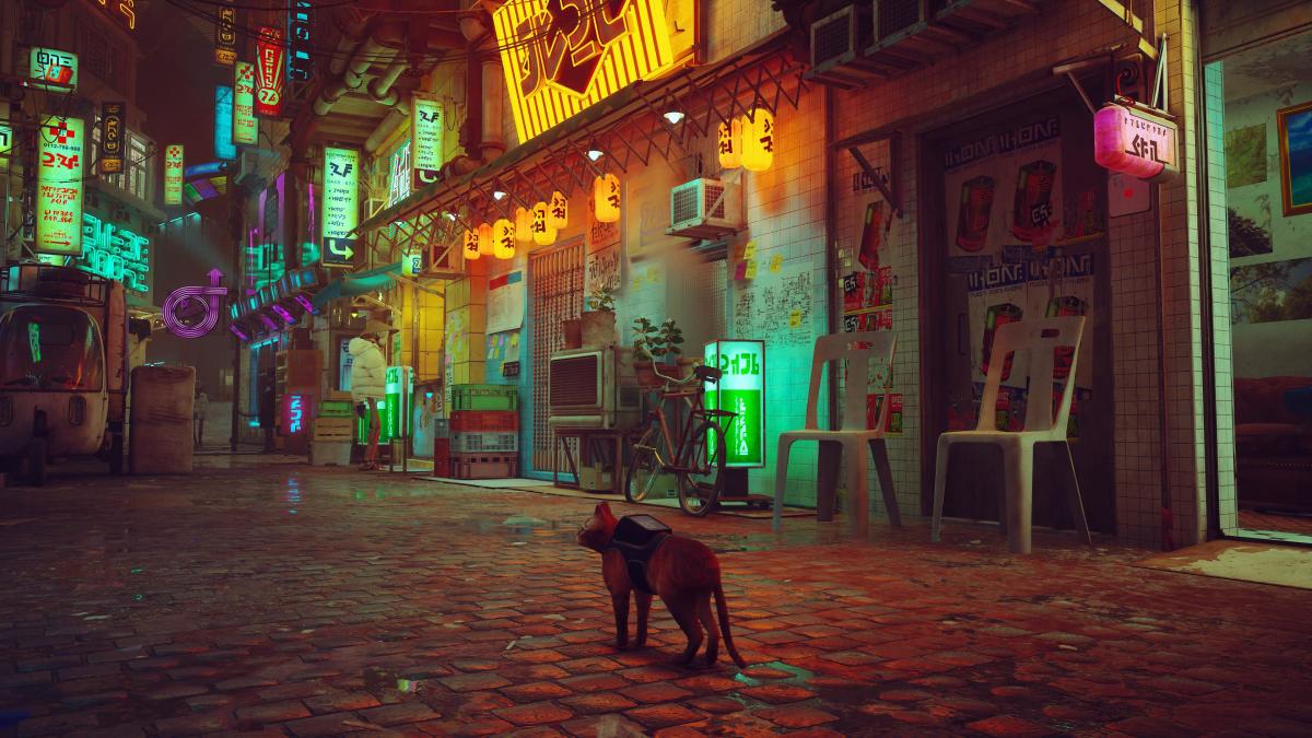 Stray cat wandering through the streets